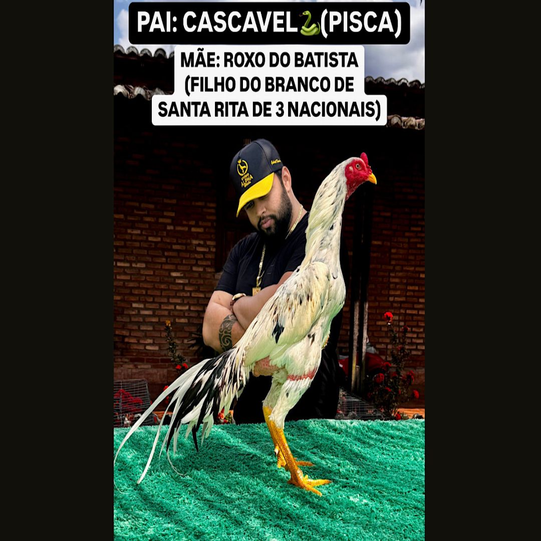 EDIÇÃO FILHO DO CASCAVEL