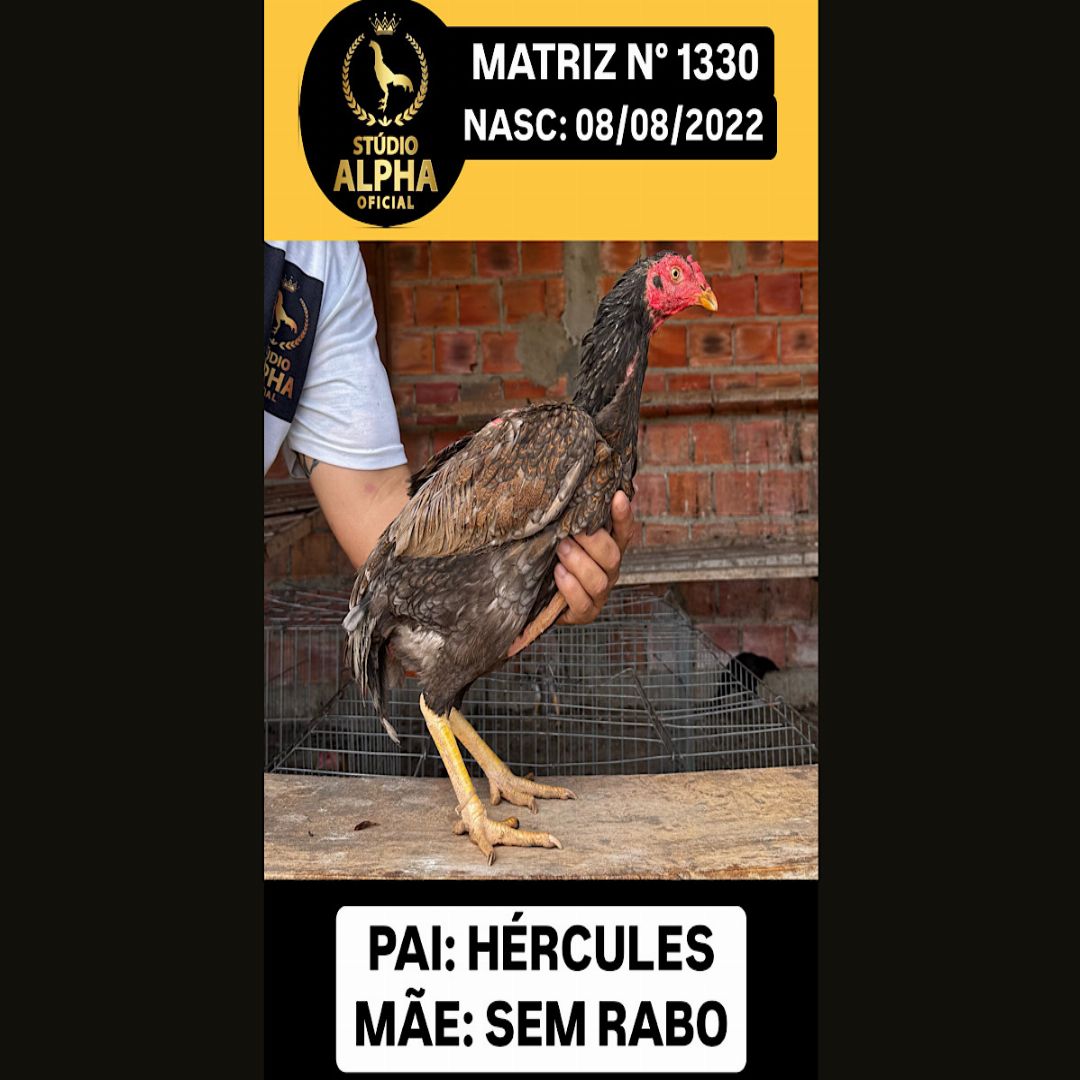 EDIÇÃO HÉRCULES/SEM RABO