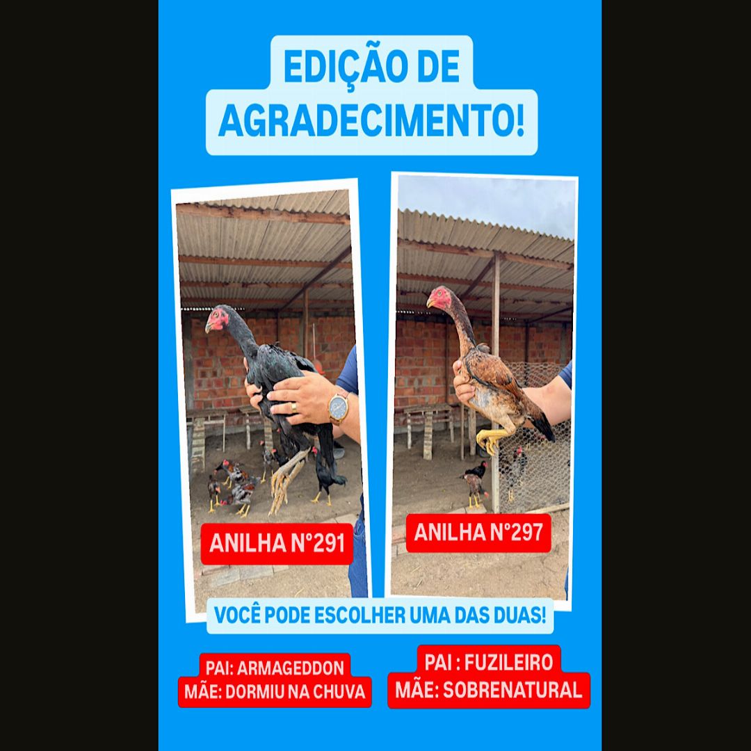 EDIÇÃO AGRADECIMENTO00