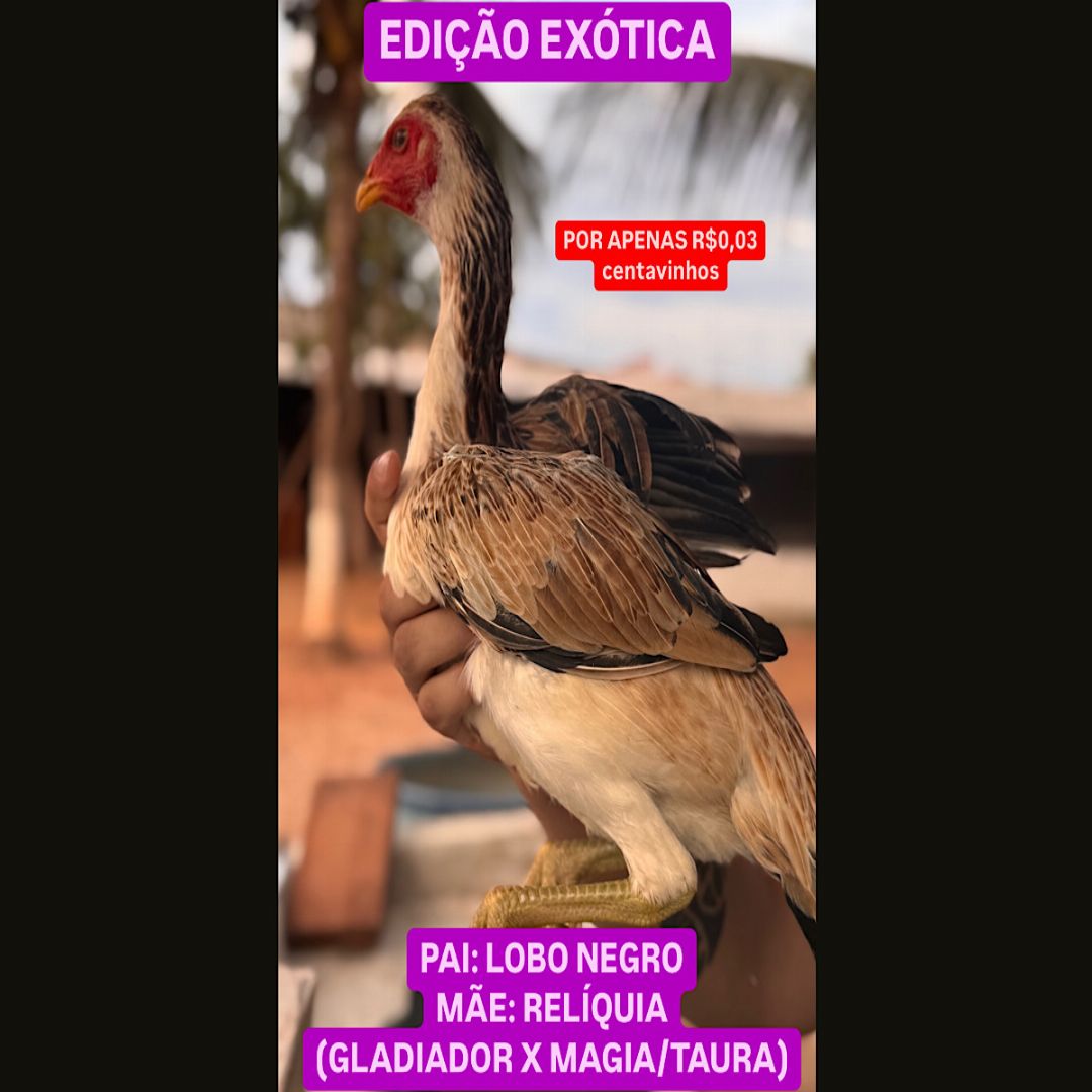 EDICAO EXÓTICA