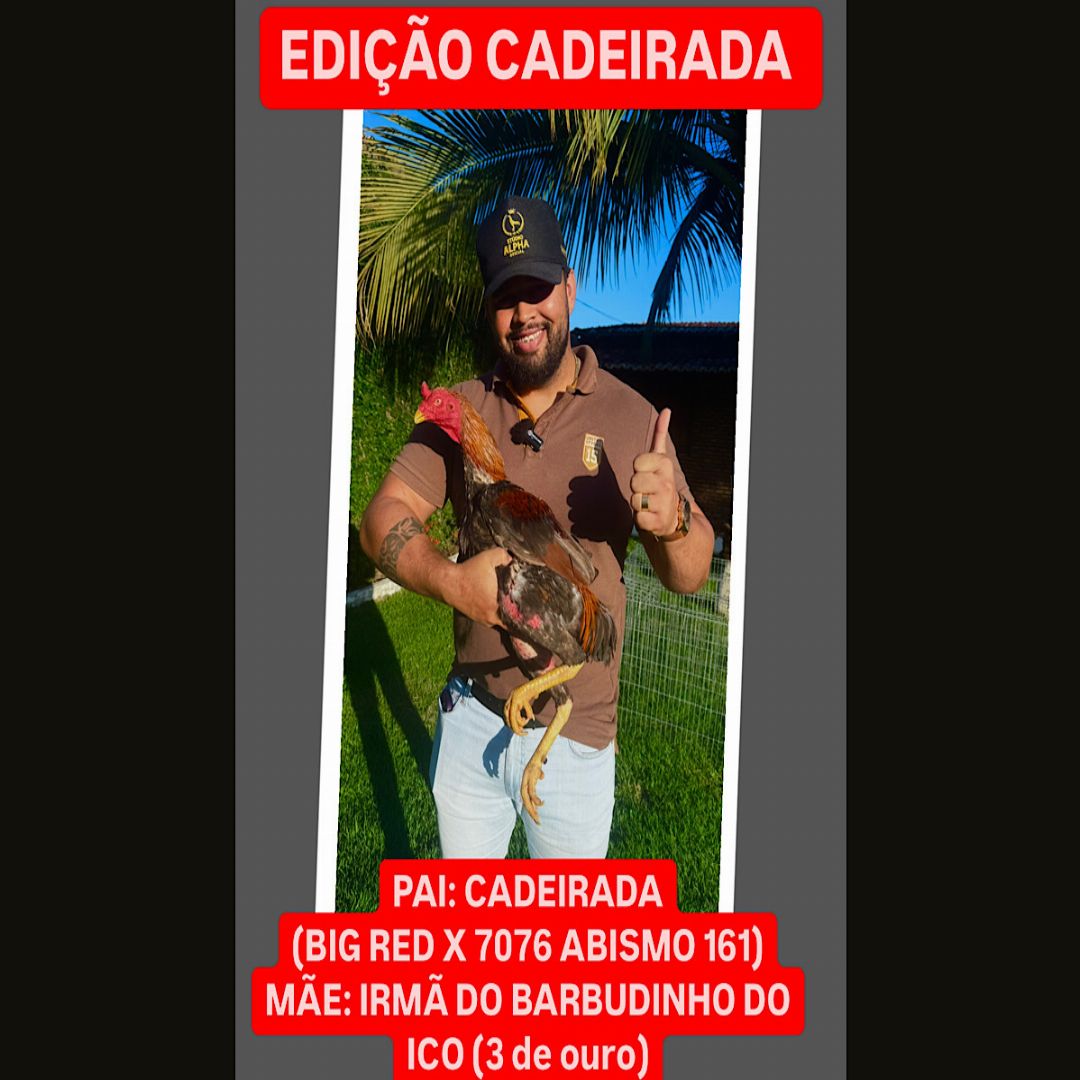 EDIÇÃO CADEIRADA