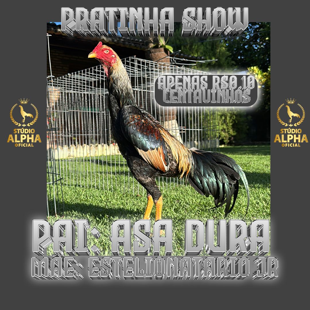 EDICAO PRATINHA SHOW