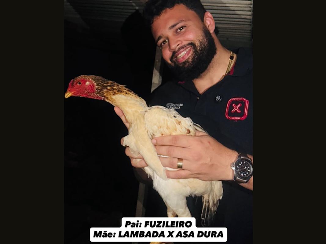 Acao corujao