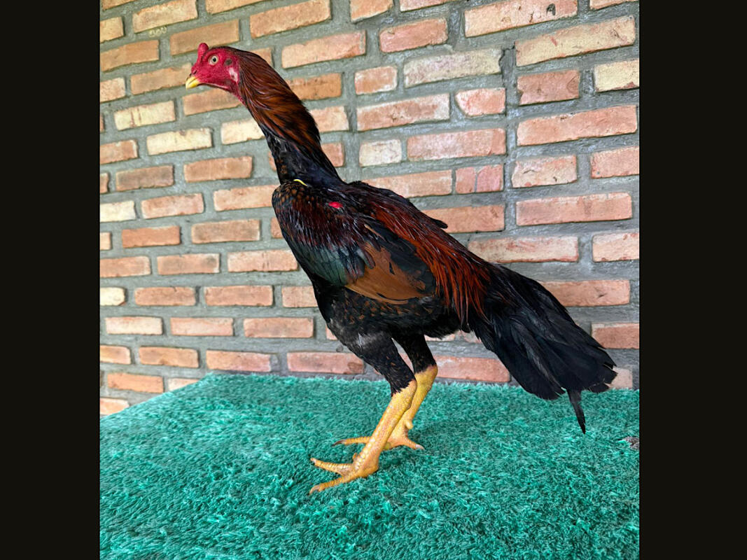 EDICAO DIFERENCIADA ESPECIAL