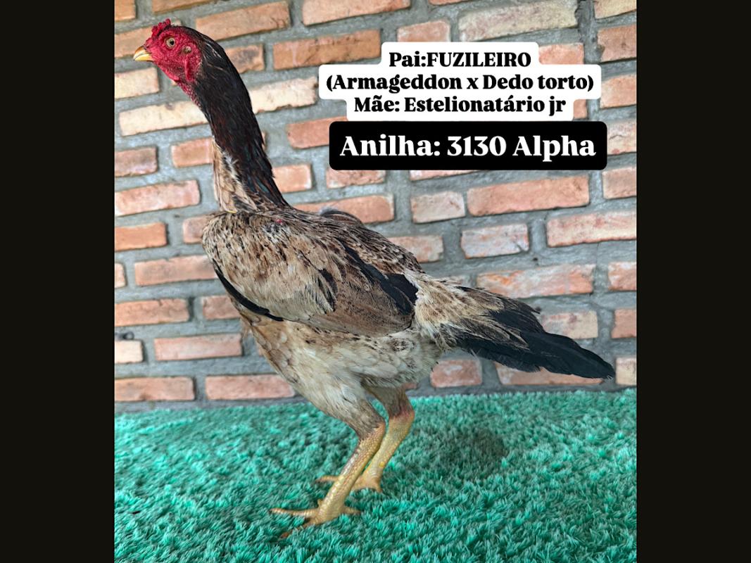 ACAO AGRADECIMENTO FUZILEIRO/ESTELIONATARIO JR