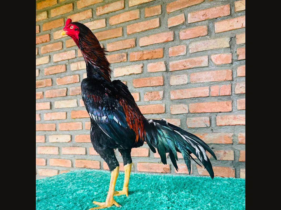 FILHO DO EL CHAPO