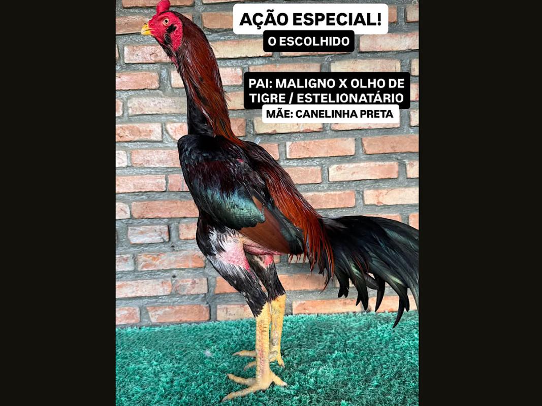 ACAO GALO BARBUDO FENOMENO