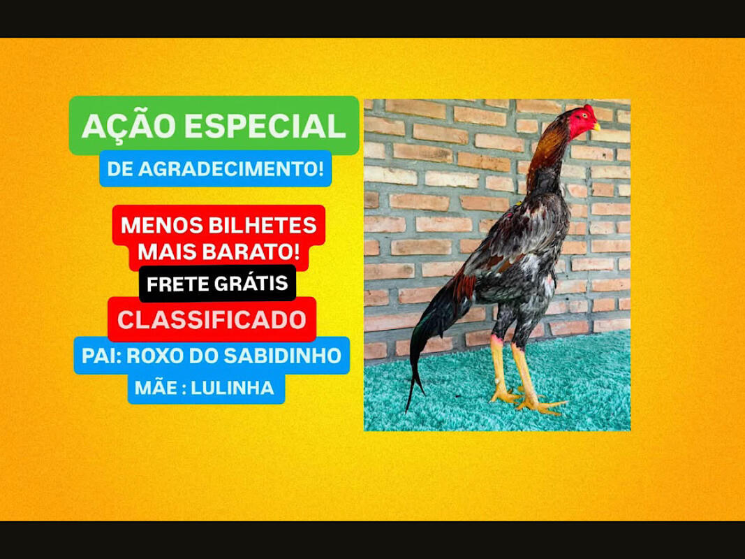 AGRADECIMENTO (FRANGO CLASSIFICADO)